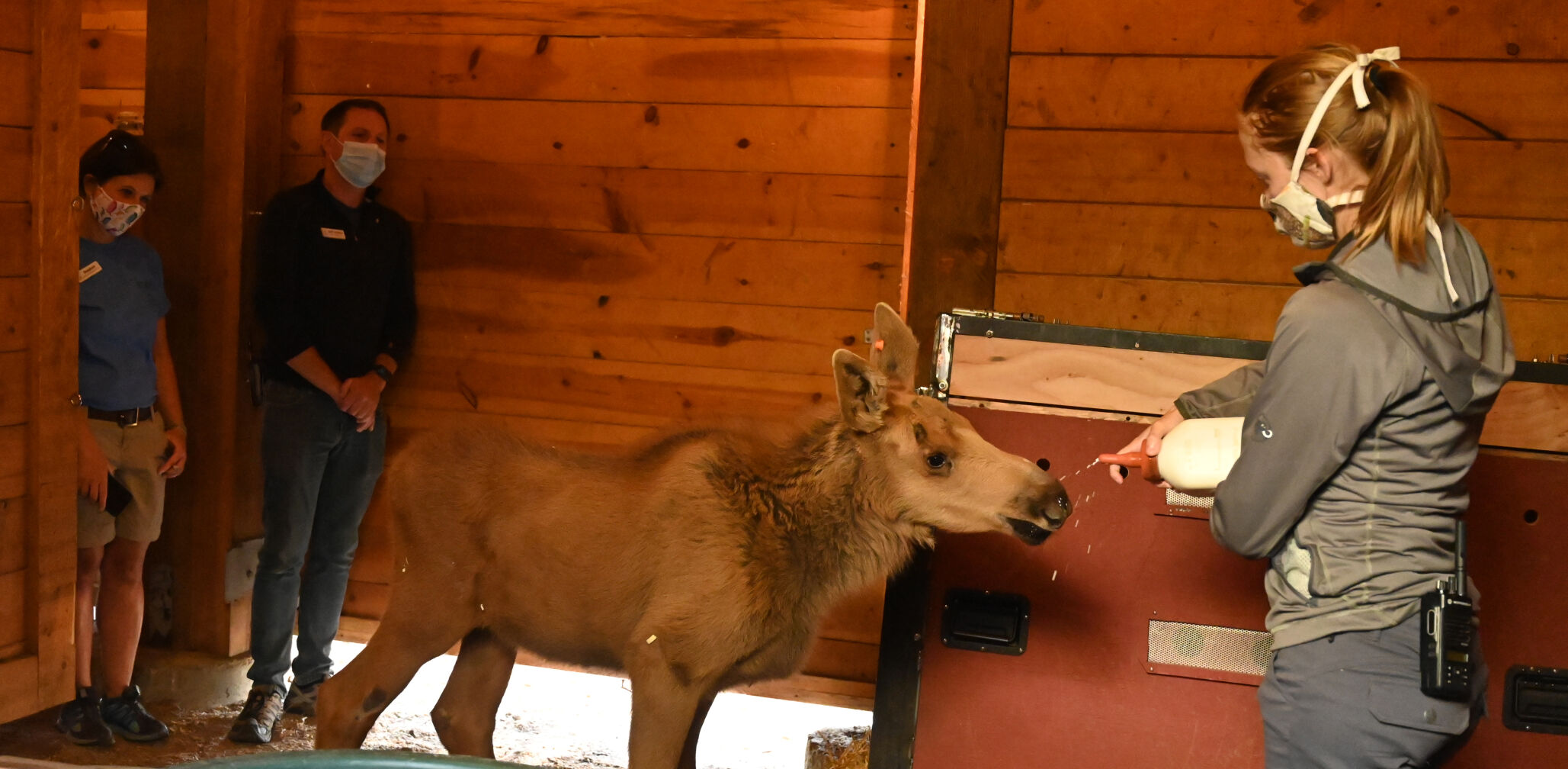 071620-news-moose 13.JPG